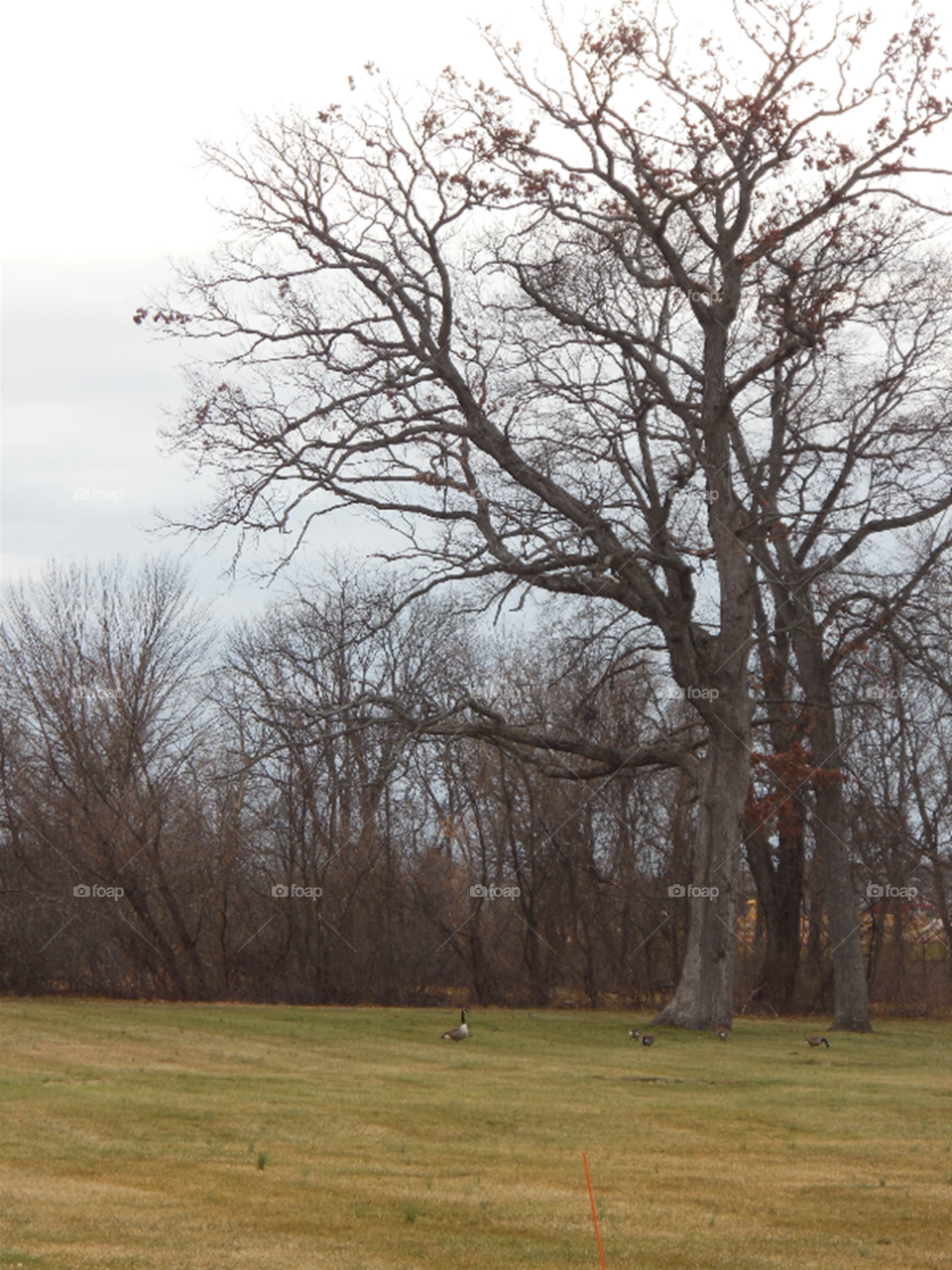 Trees with geese