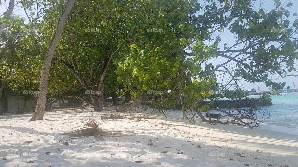 A shrub on the beach of kaafu viligili, Maldives. Greenary, white sandy beach and Crystal clear water ❤️