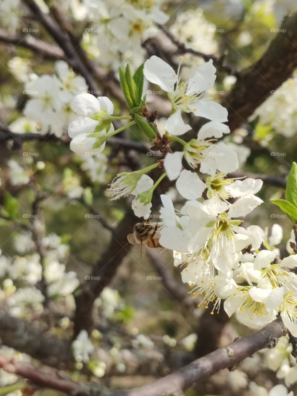 Bees collect pollen.