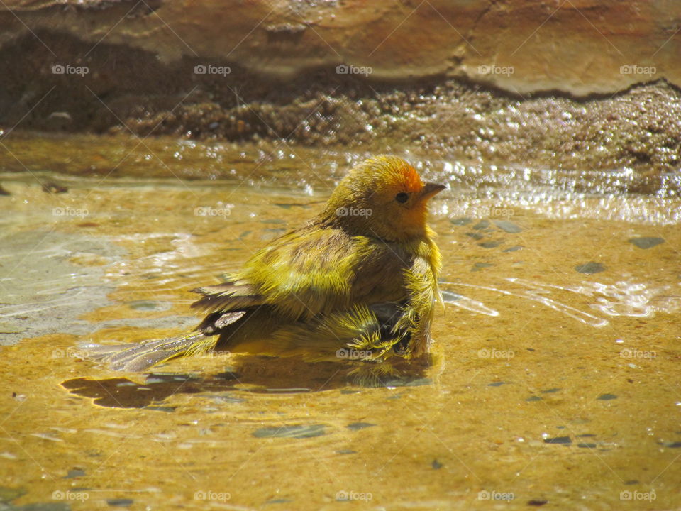 canário pássaro encontrado no Brasil