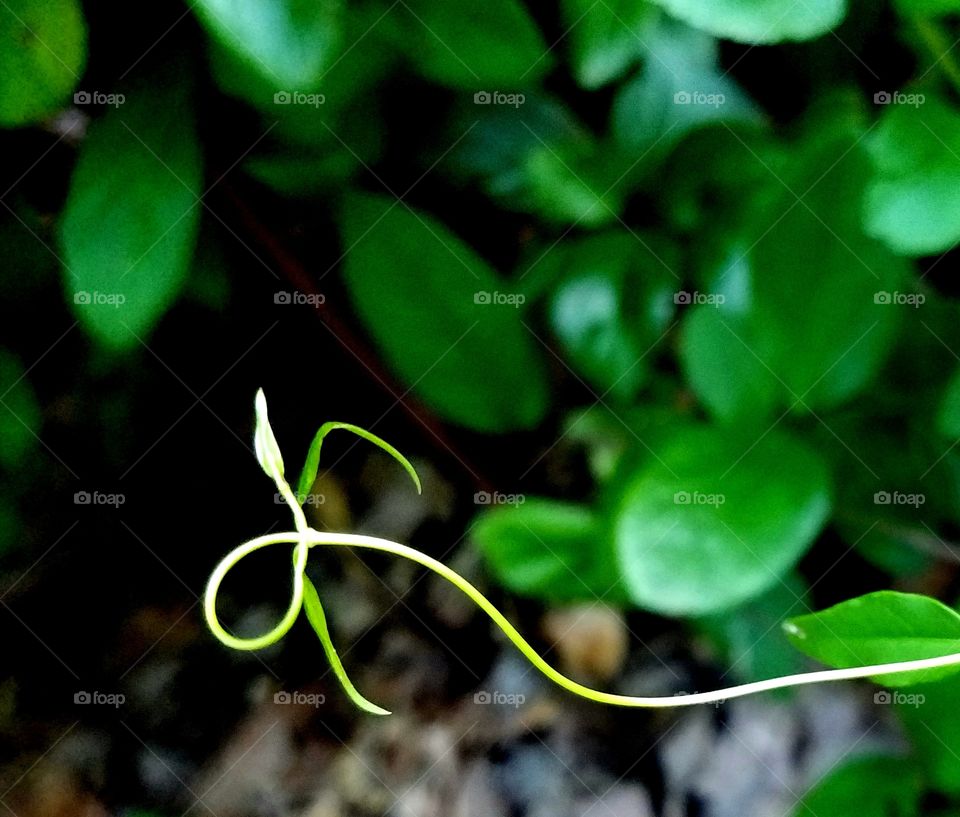 tendril