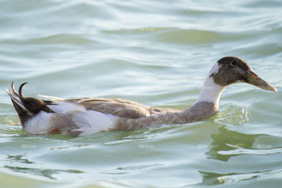 swiming duck