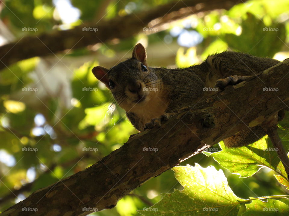 Squirrel Spotting 