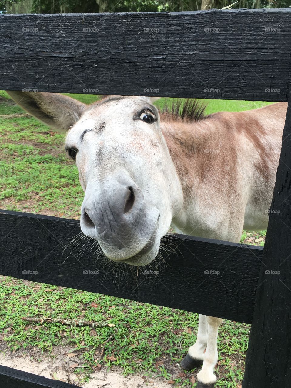 Close-up of donkey's head