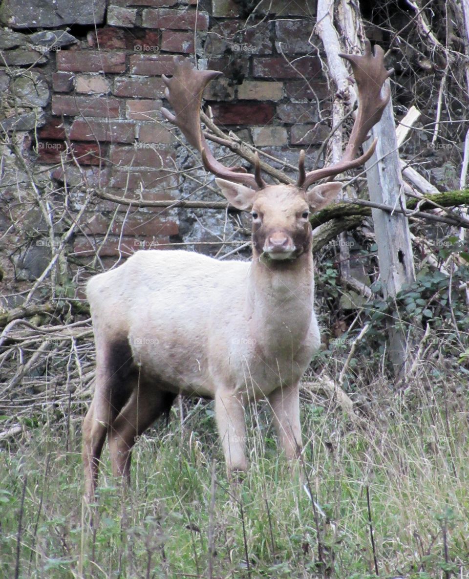 A deer posing for the camera