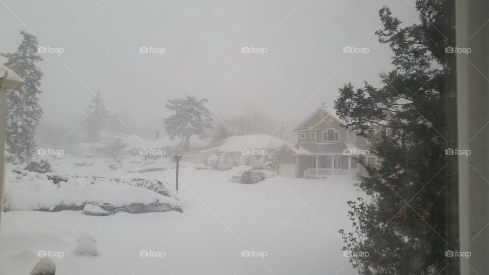 Snow, Winter, Cold, Fog, Frost