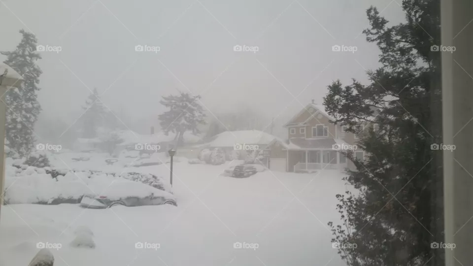 Snow, Winter, Cold, Fog, Frost