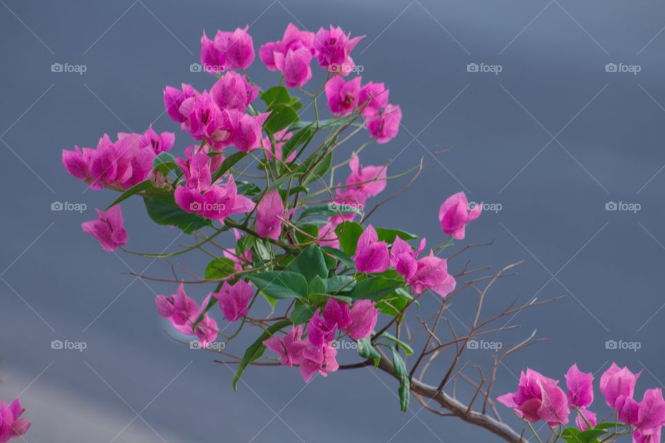 Bougainvillea