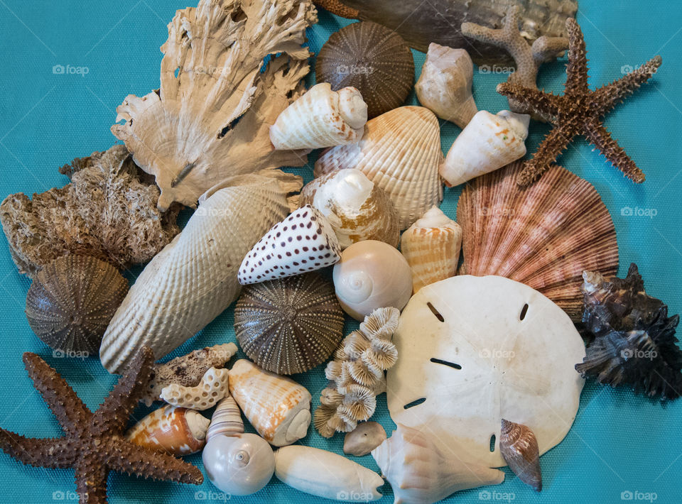 ocean seashells