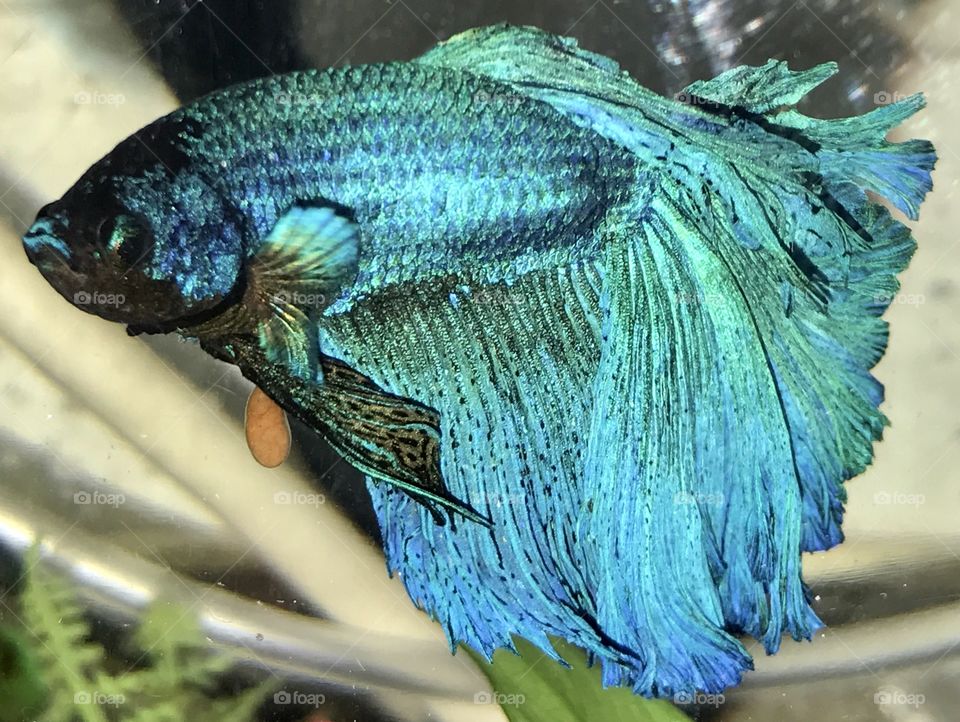Blue Beta, Siamese Fighting Fish, Blue, Beta, Siamese, Fighting, Fish, water, fin, fins, gill, gills, mouth, air breather, scales, eyes