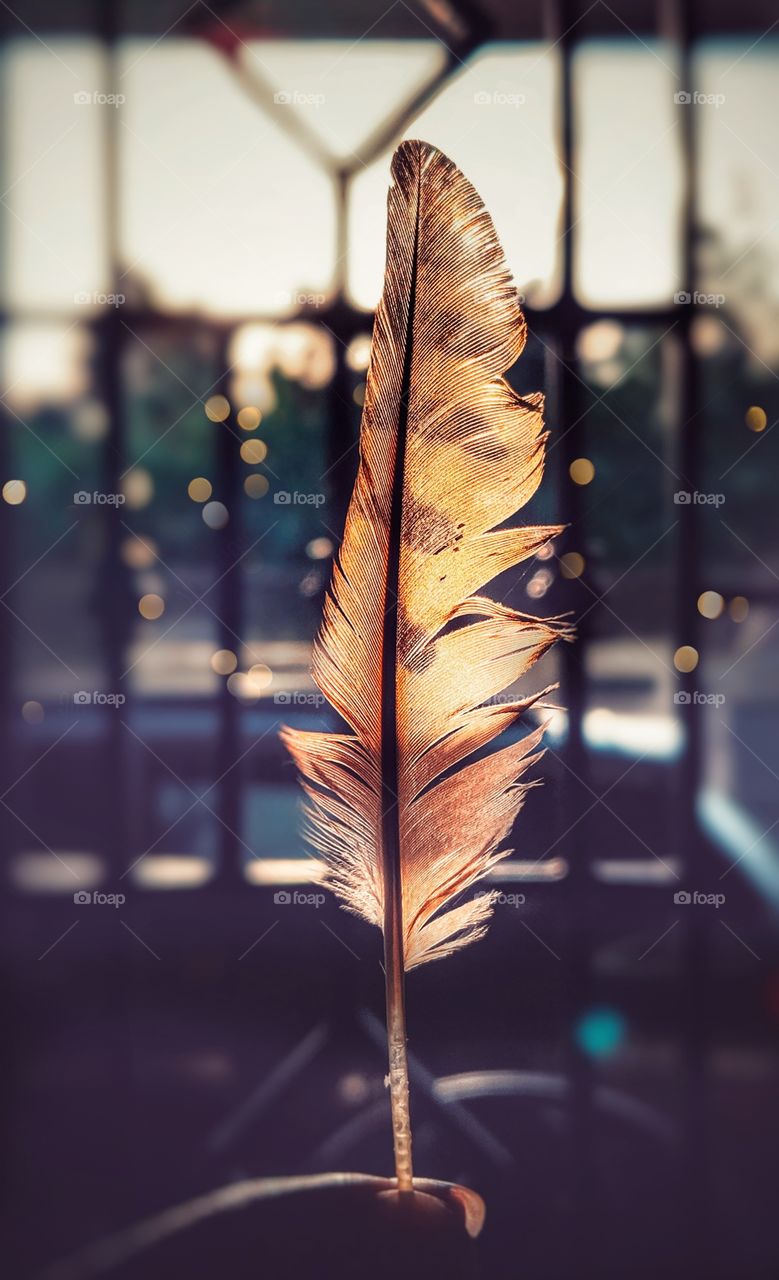 feather in autumn season