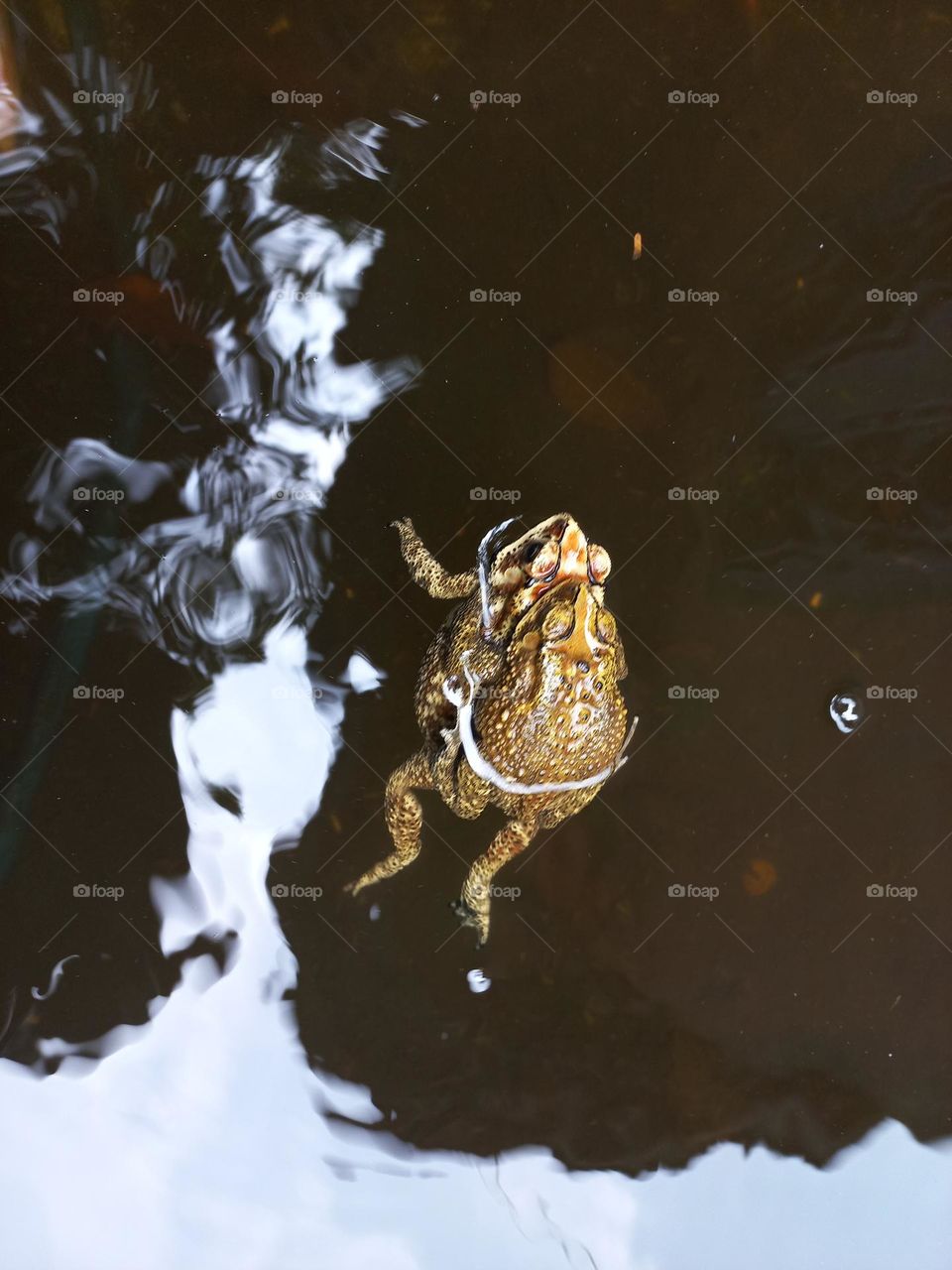frogs are roaming in the water