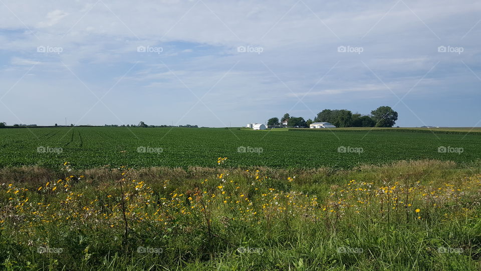 Agriculture, Landscape, Field, Nature, Farm