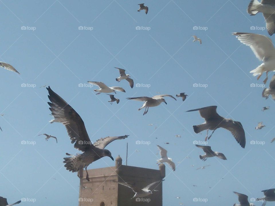 Wildlife in urban city at essaouira in Morocco.