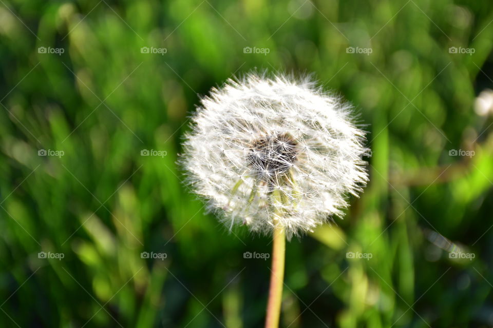 dandelion