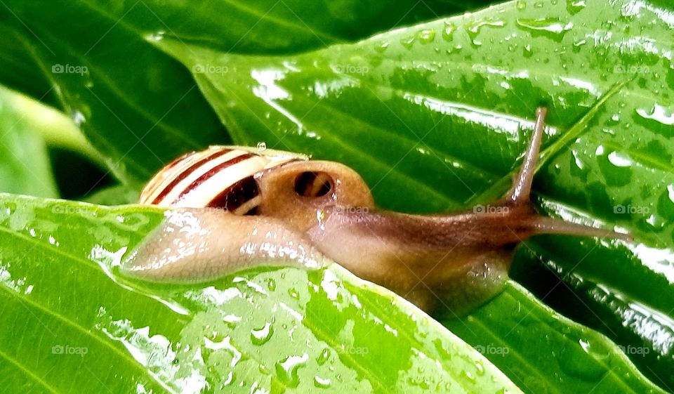 Snail in the rain