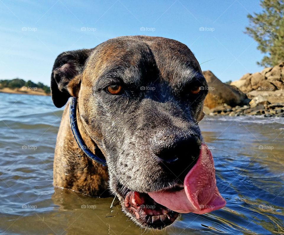 Thor at the lake