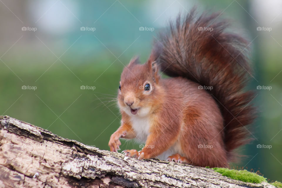 Cute Squirrel