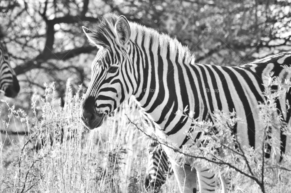 Zebra