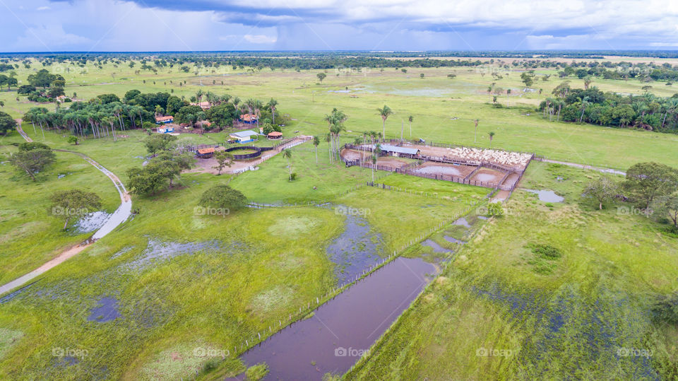 Aerial photo of pantanal farm with cattle. Foto aérea de fazenda do pantanal com gado.
