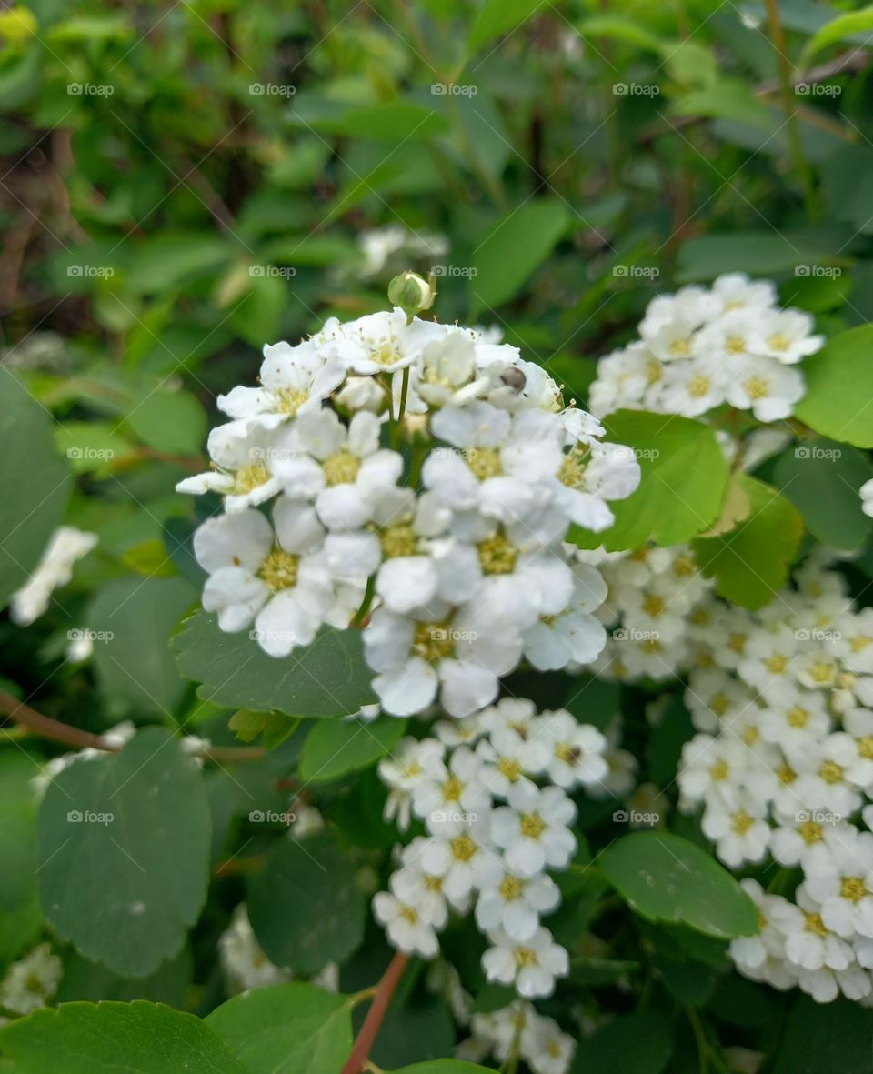 I am so tender – your spirea!