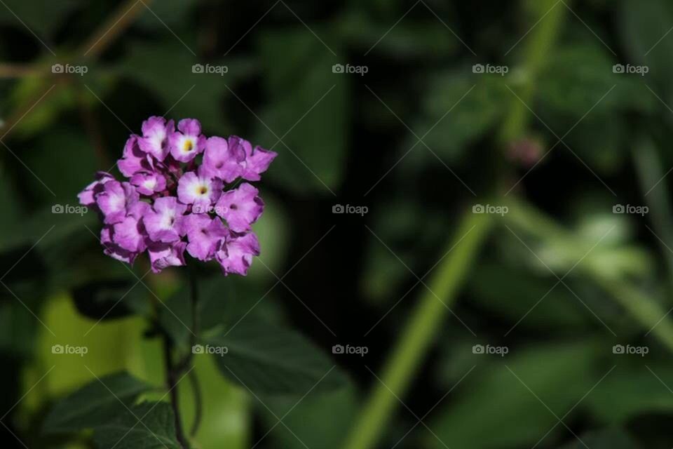 Small bunch purple flowers