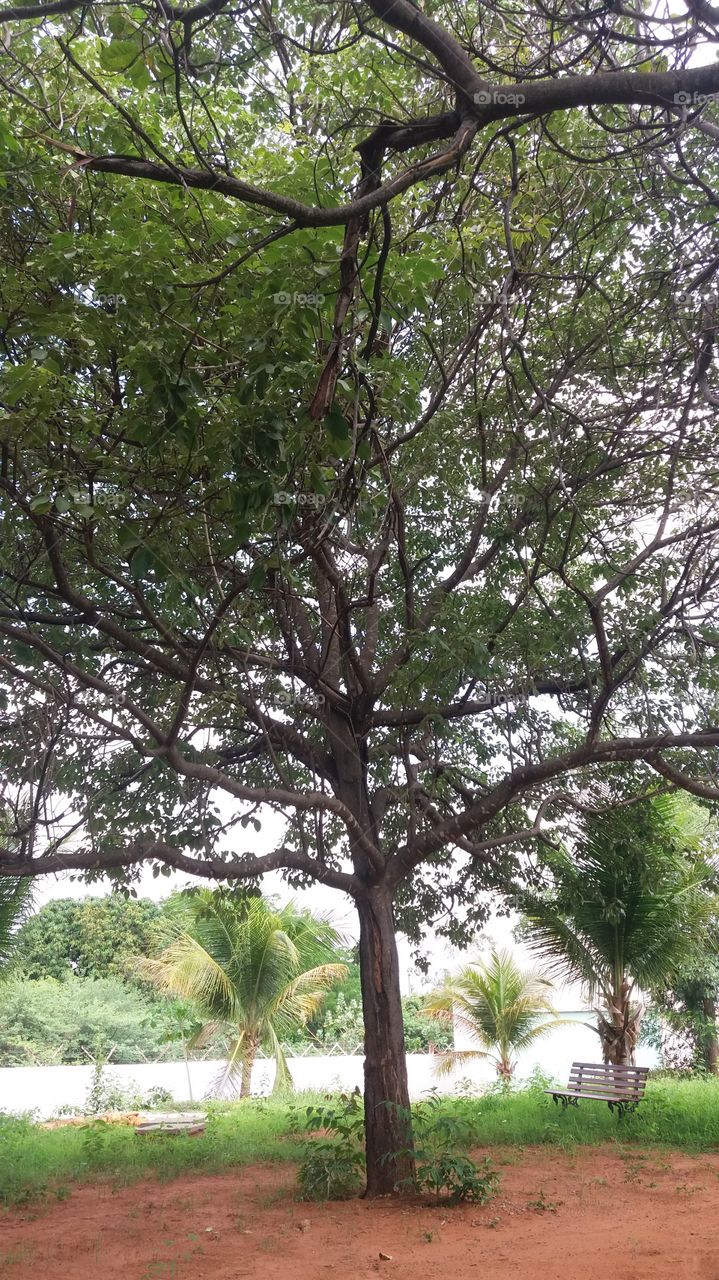 tree