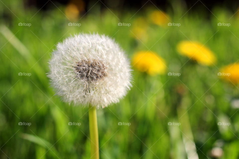 Dandelion, flower, vegetation, plants, meadow, meadow, village, sun, summer, heat, nature, landscape, still life, yellow, white, beautiful, furry,