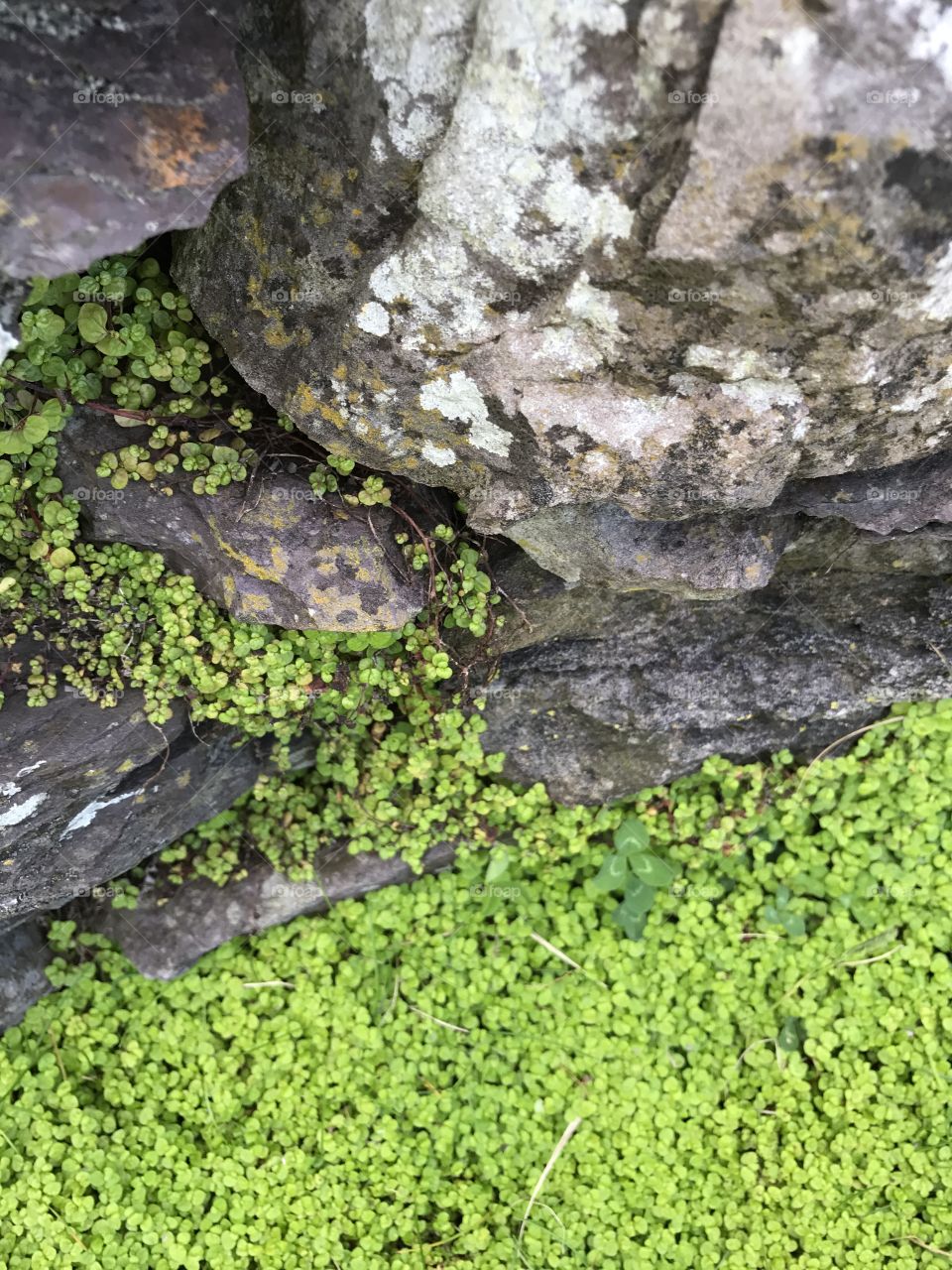 Rock wall and moss