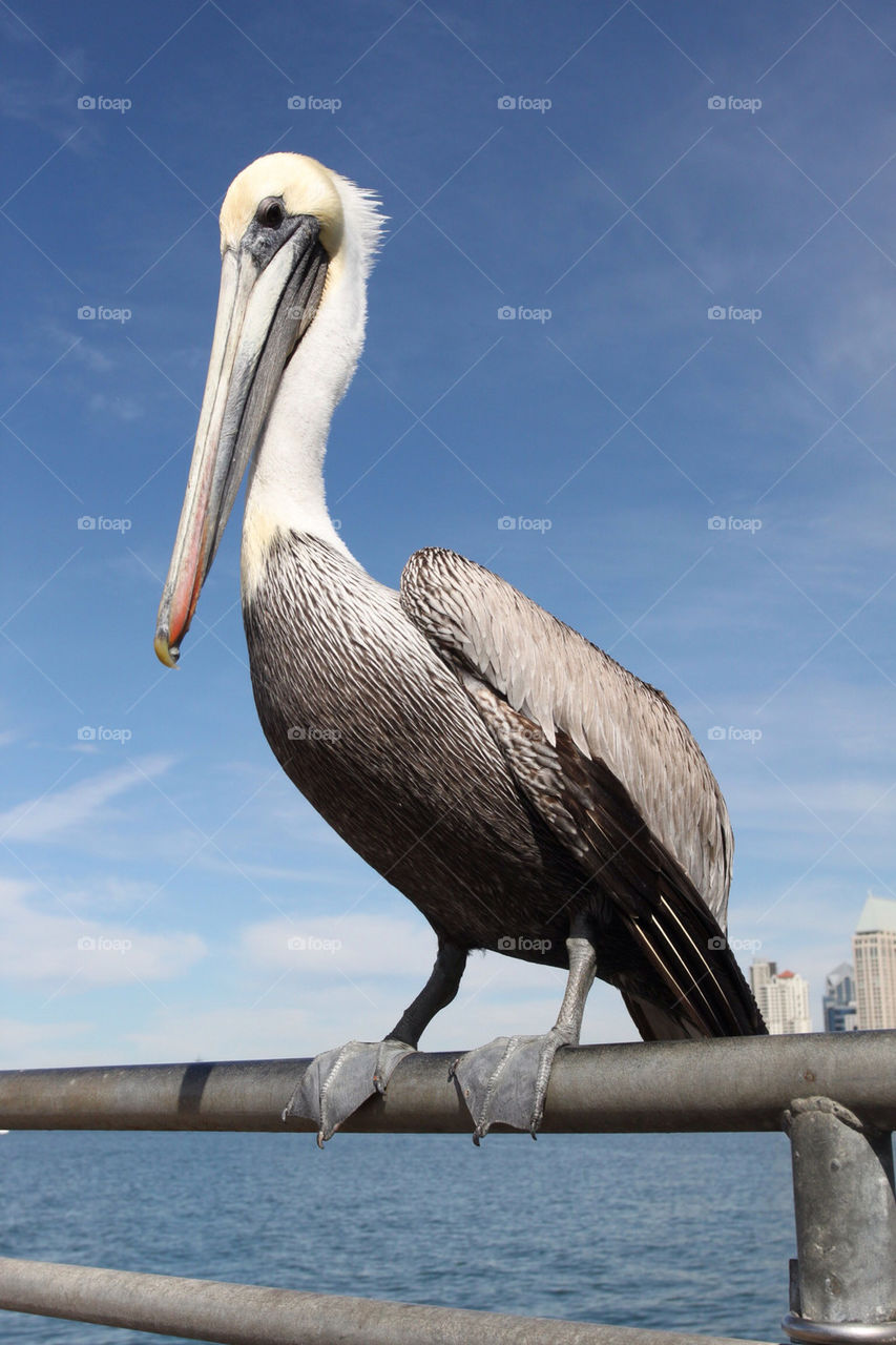San Diego Pelican
 
Grey pacific pelican with blue sky and the skyline of San Diego in the background.