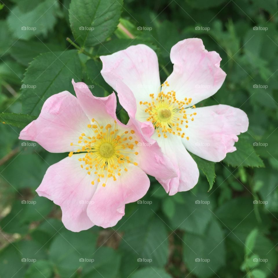 Two pink dog roses 