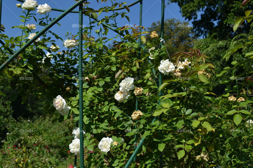 beautiful rose garden