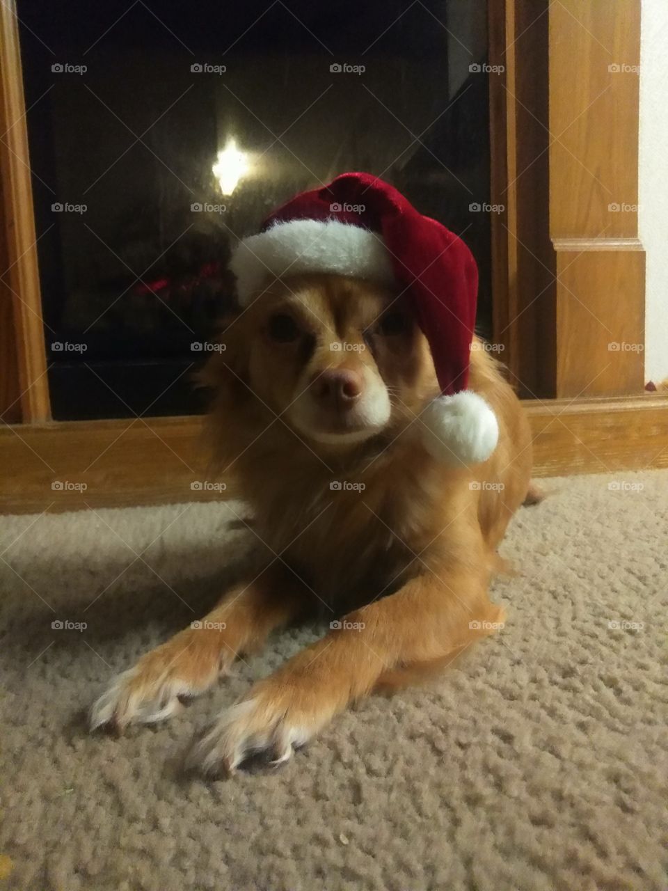 Punchie says Merry Christmas