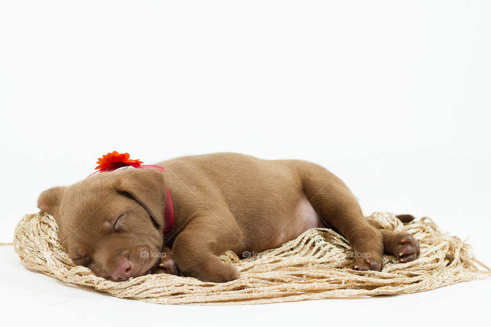 cute puppy sleeping.