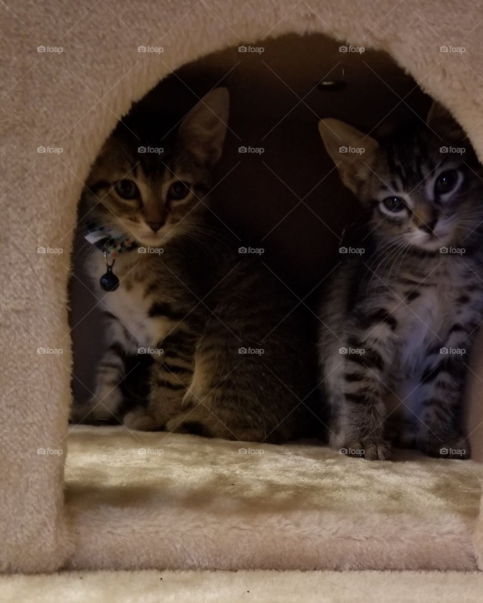 Another Phineas and Ferb