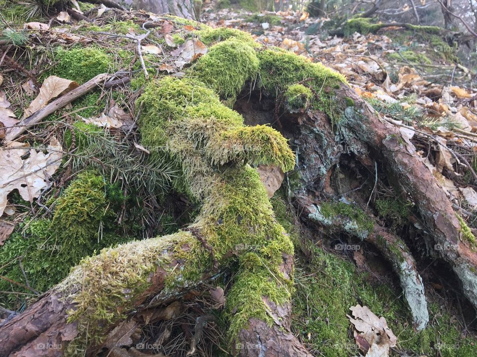 Roots and moss 