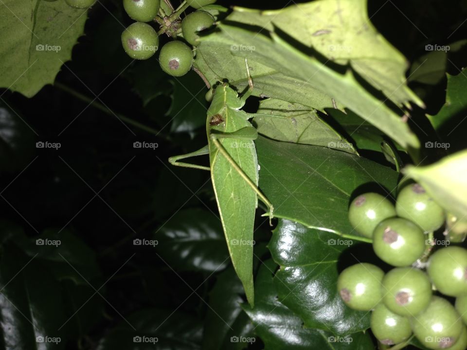 Leaf bug on holly tree