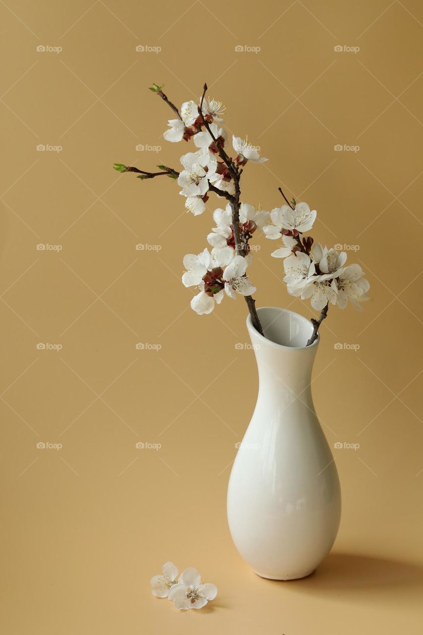 Branch of spring apricot blossom in white vase