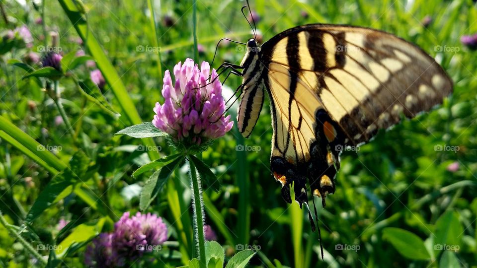 monarch suckling sweet nectar from red
 clover