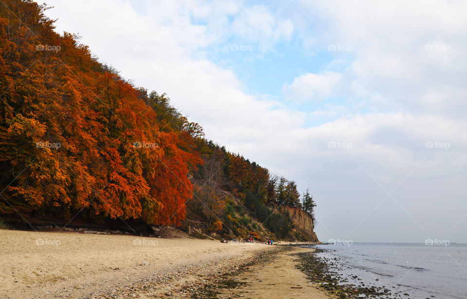 Forest on the cliff at beach