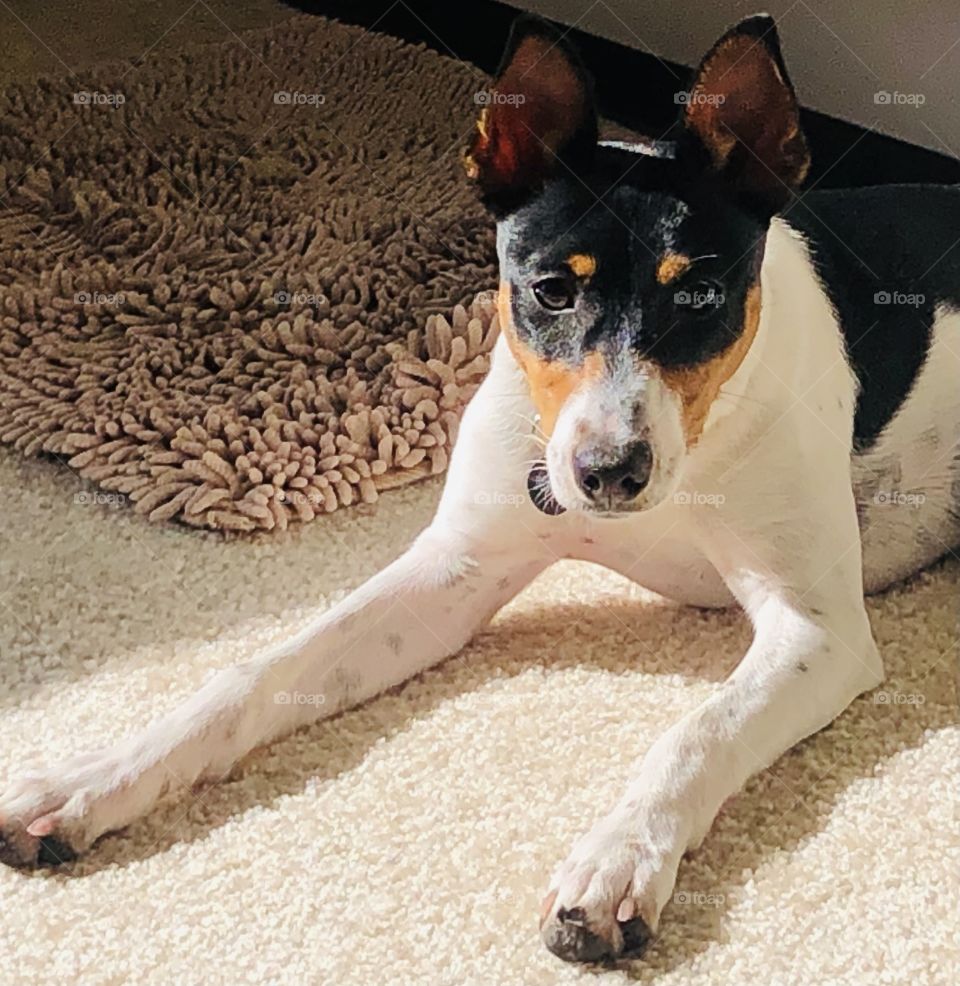 Rat terrier pup resting quietly on carpet with sun shining on her face 