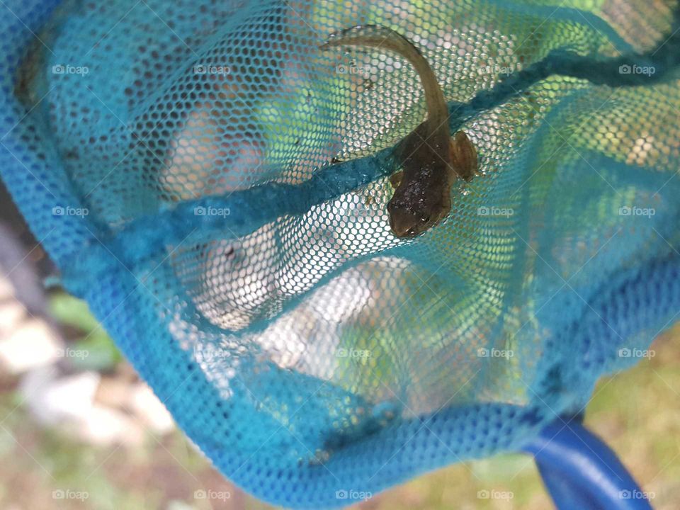 baby tadpole in net