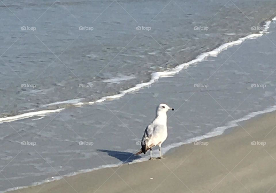 Wading Gull