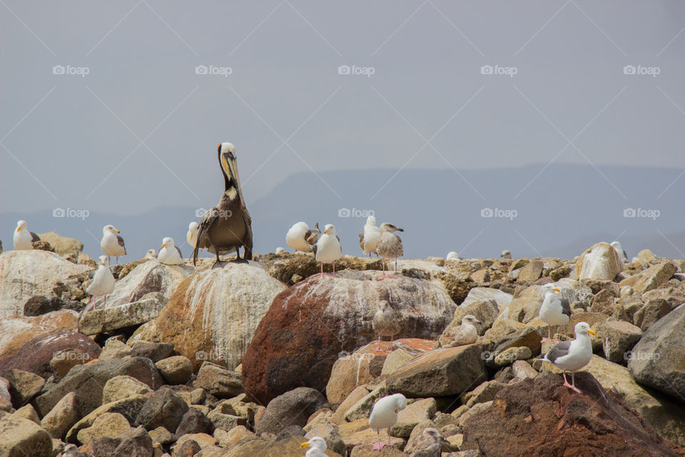 seabirds resting on the rocks