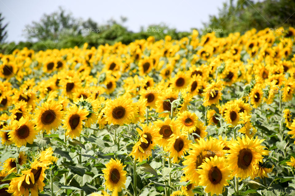 Sunflower, Summer, Field, Nature, Flora