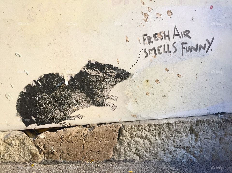 Graffiti rat