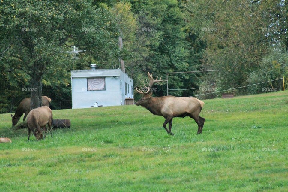 herd of elk