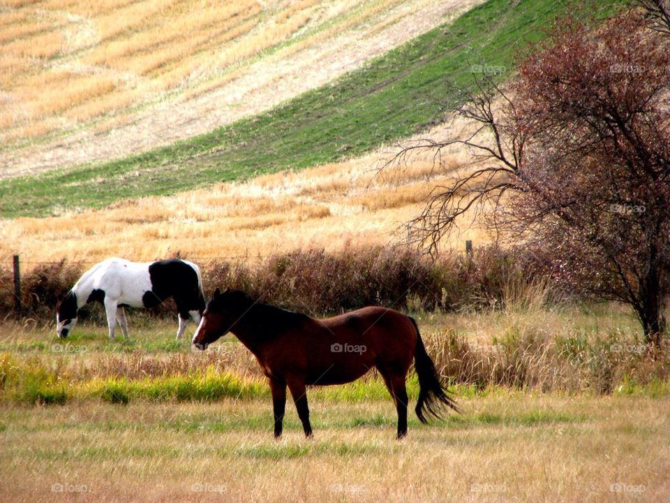 Horses