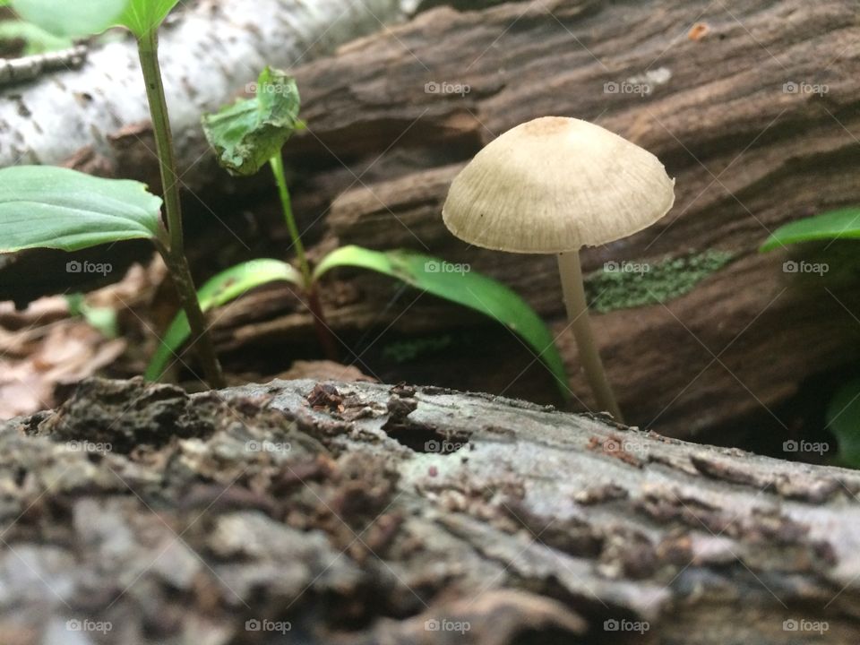 Mushroom 