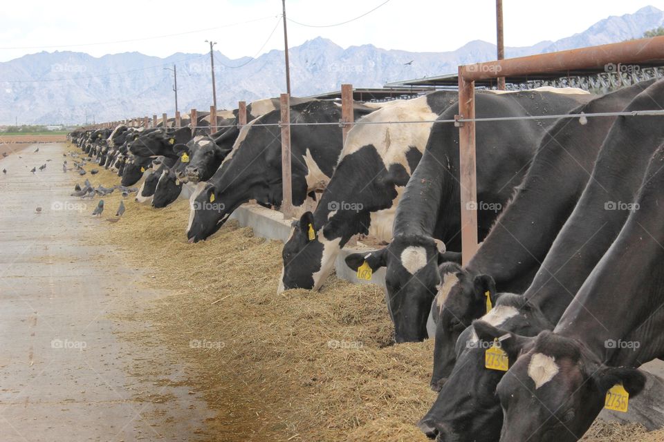 cows feeding